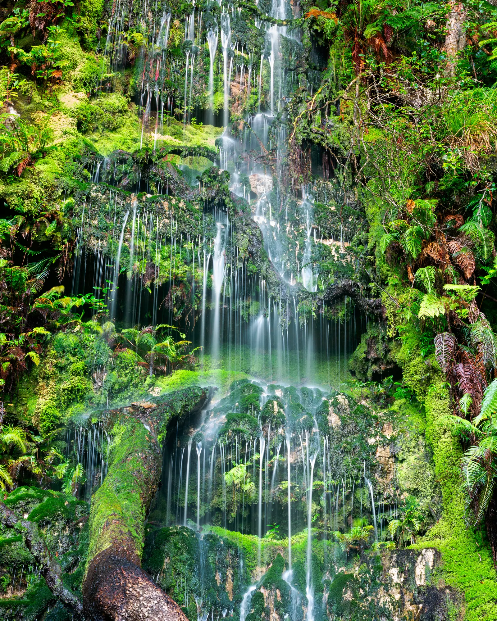 Waterfall threading through layers of moss, ferns and rock in Cecilia forest